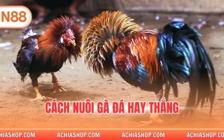 cách nuôi gà đá hay thắng